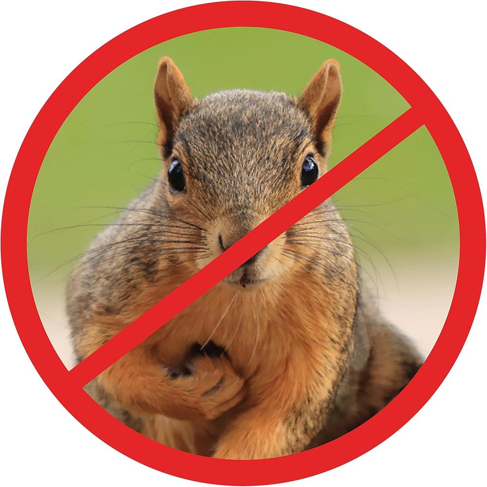 Scram, Squirrel by Slinky — view 4